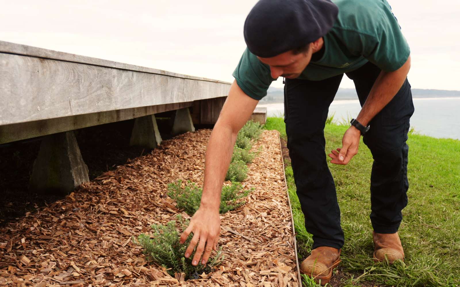 Planting coastal natives into a mulched bed beside a timber deck