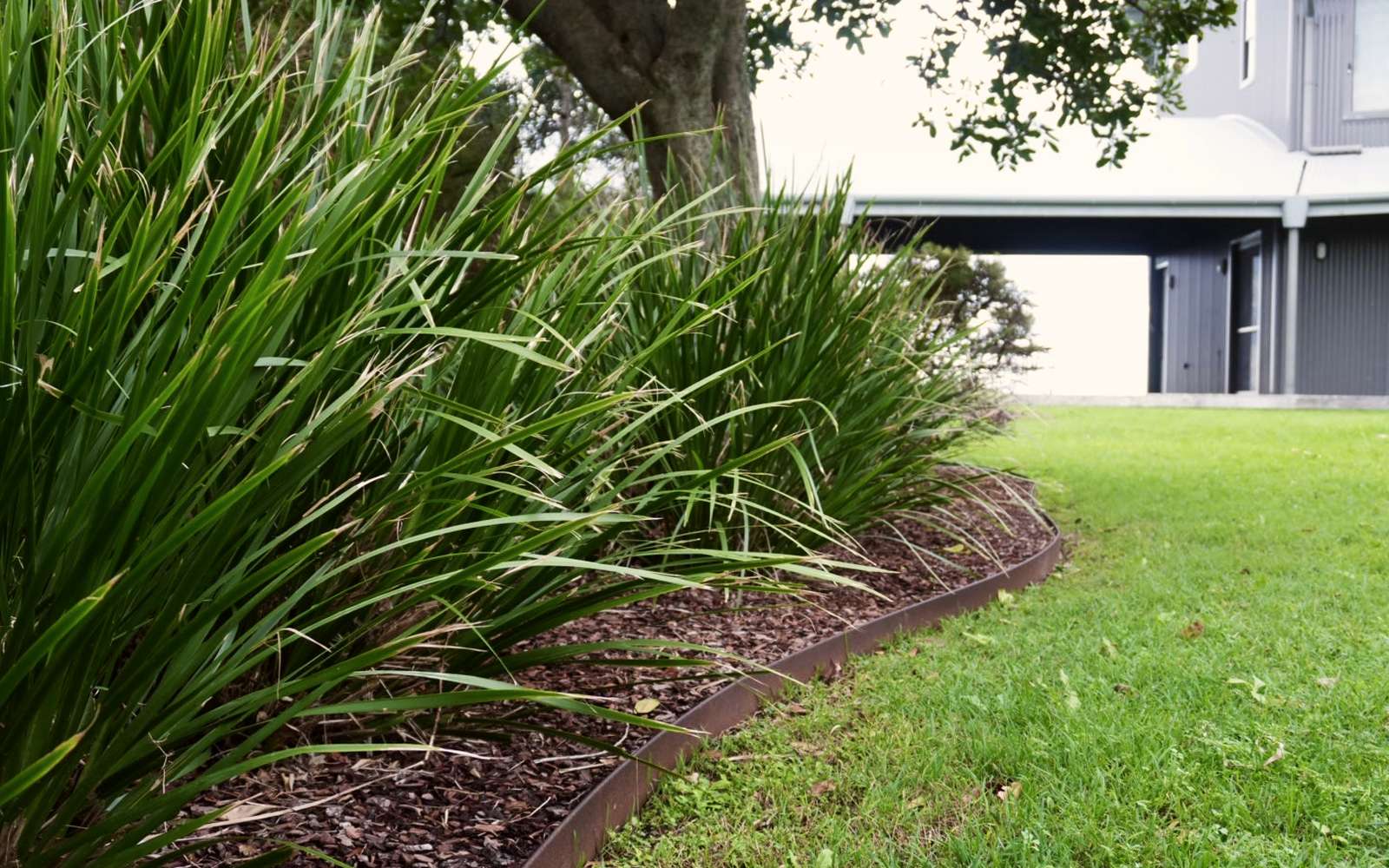 Lomandra border over fresh mulch with steel edging, house beyond