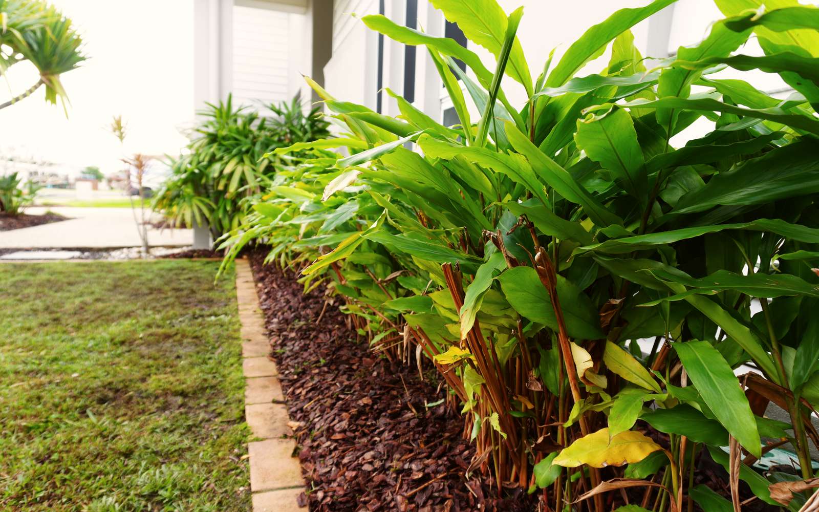 Native ginger hedge over fresh mulch along a brick-edged bed