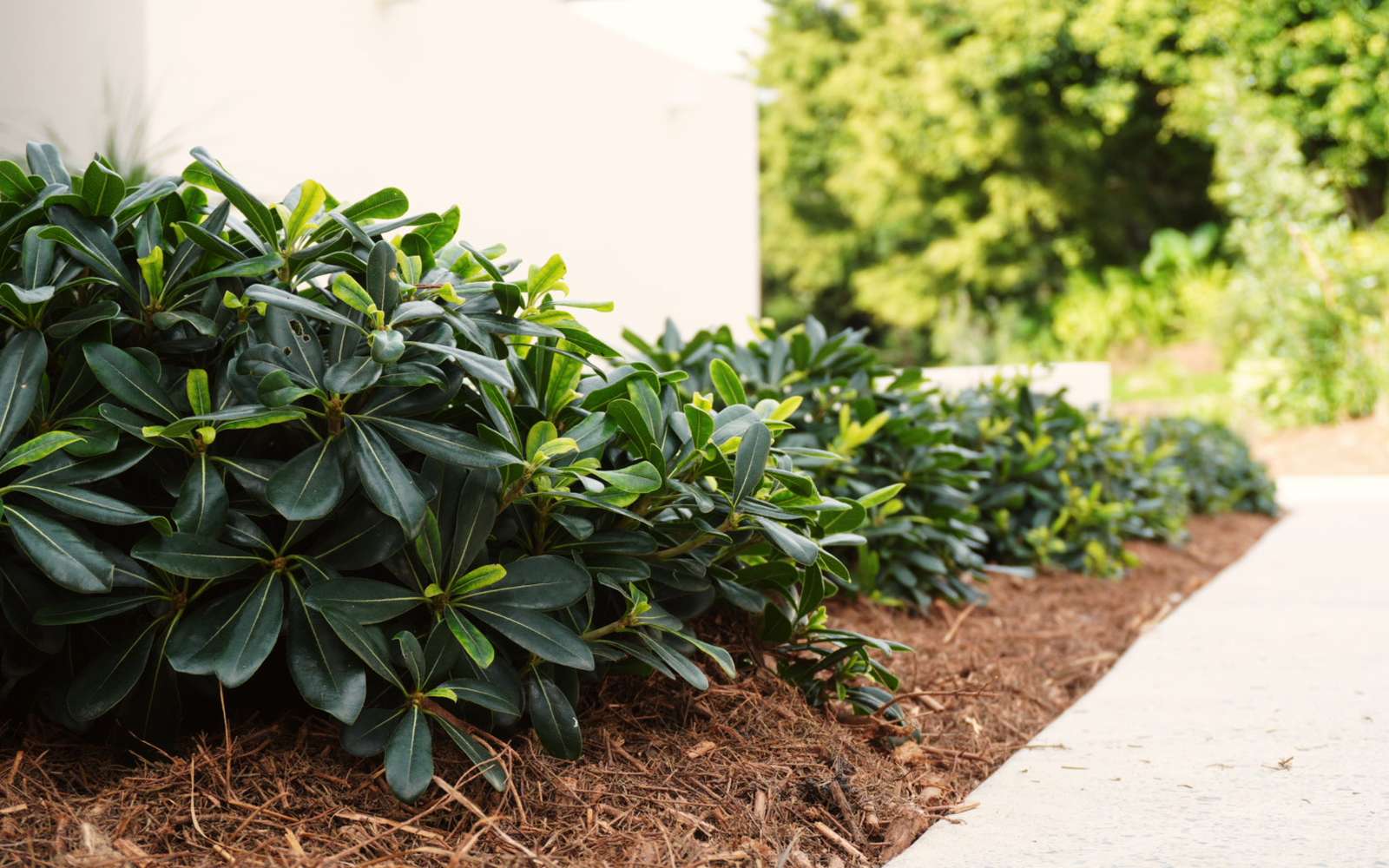 Pittosporum hedge in fresh mulch along a concrete path by a white wall