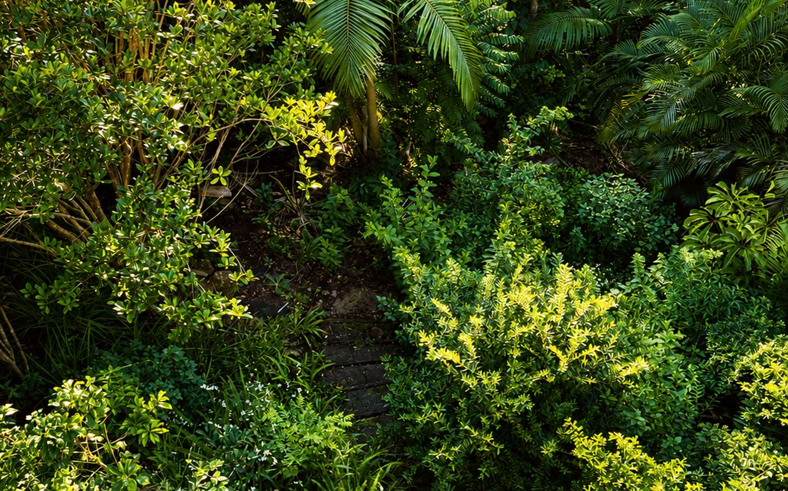 Aerial view of an overgrown Byron Bay garden — the path lost under years of growth